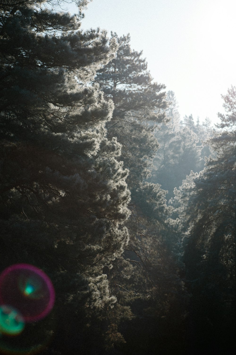 green trees under white sky during daytime