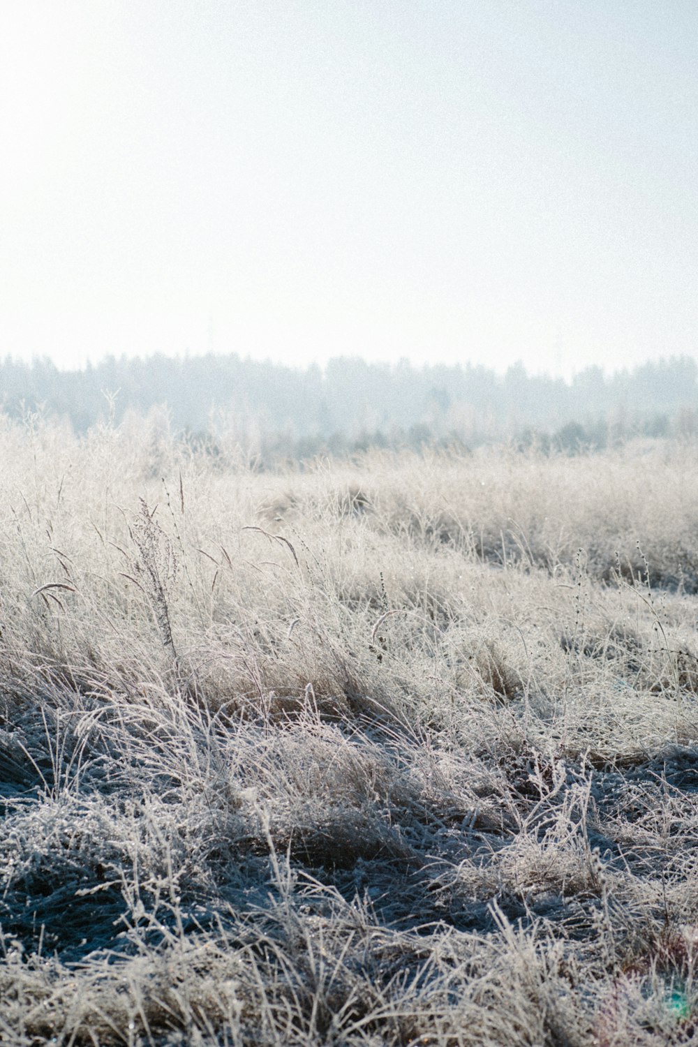 brown grass field during daytime