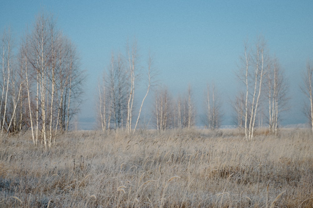 brown grass field during daytime