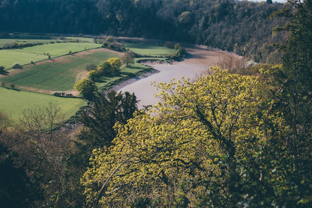 green trees near river during daytime