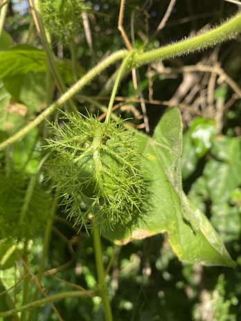 Close-up of ripe monk fruit hanging on a vibrant green vine in sunlight.