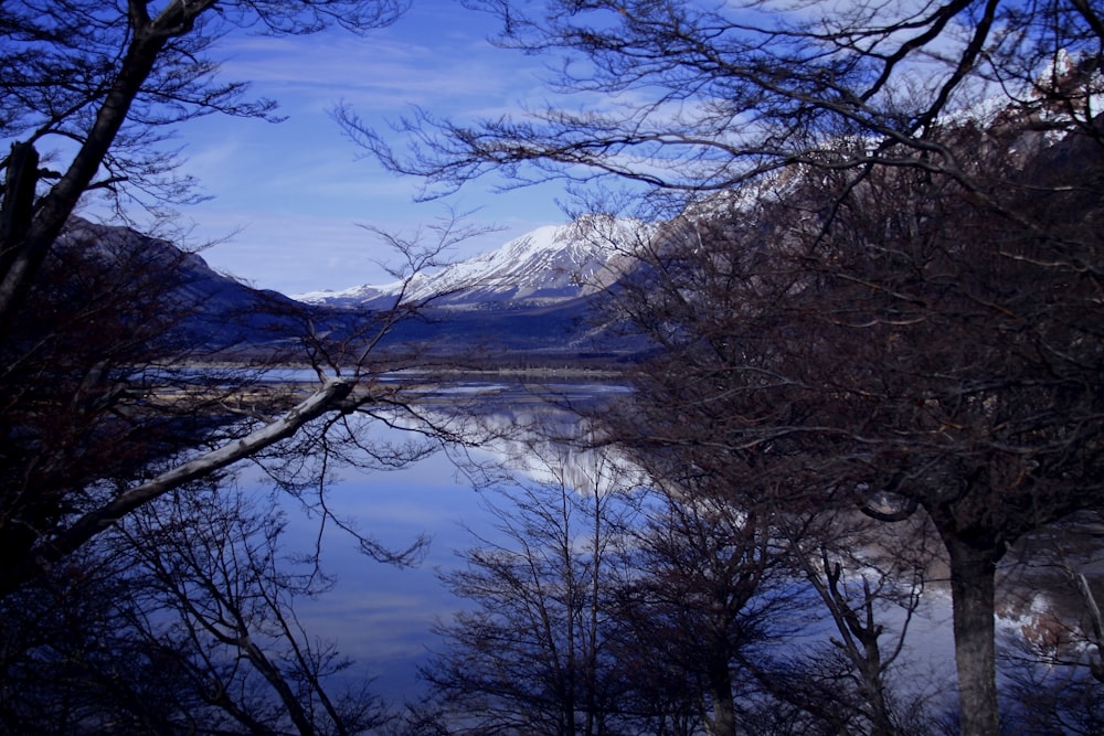 brown trees near lake under blue sky during daytime