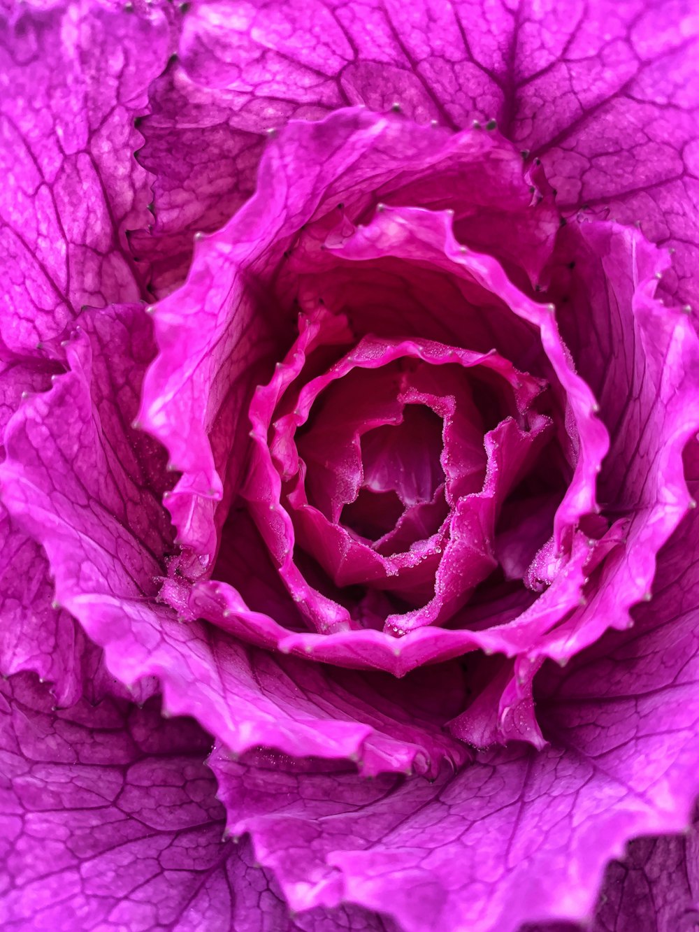 purple flower in close up photography