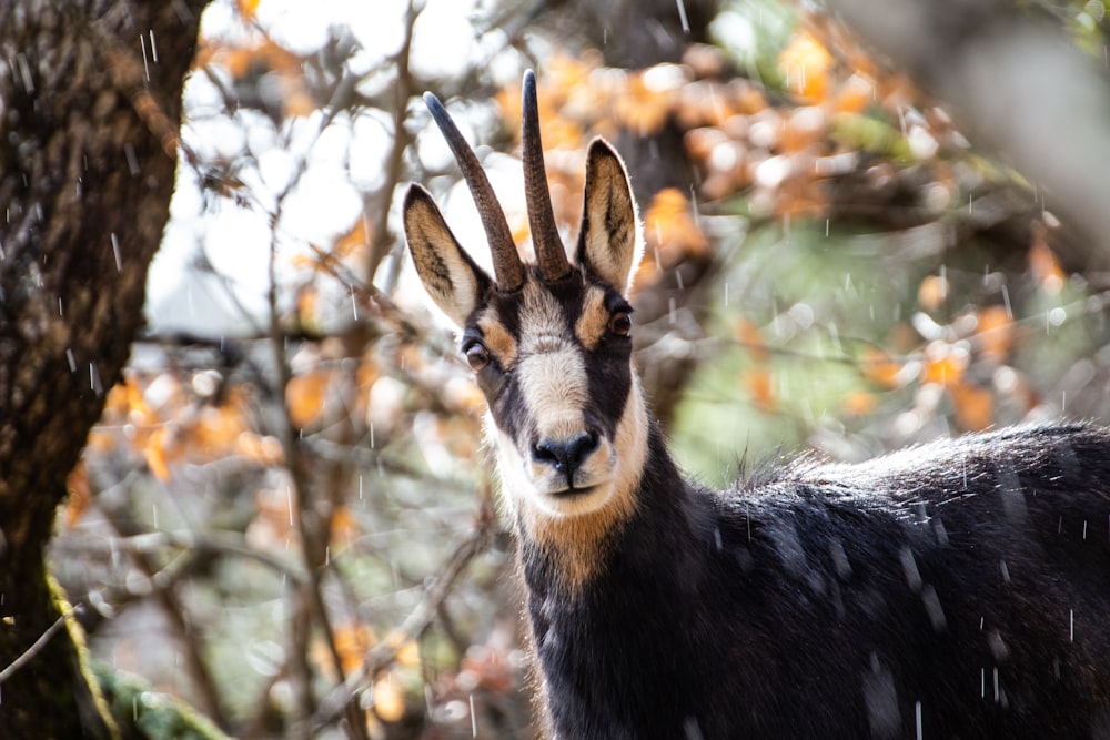 black and brown deer on green grass during daytime