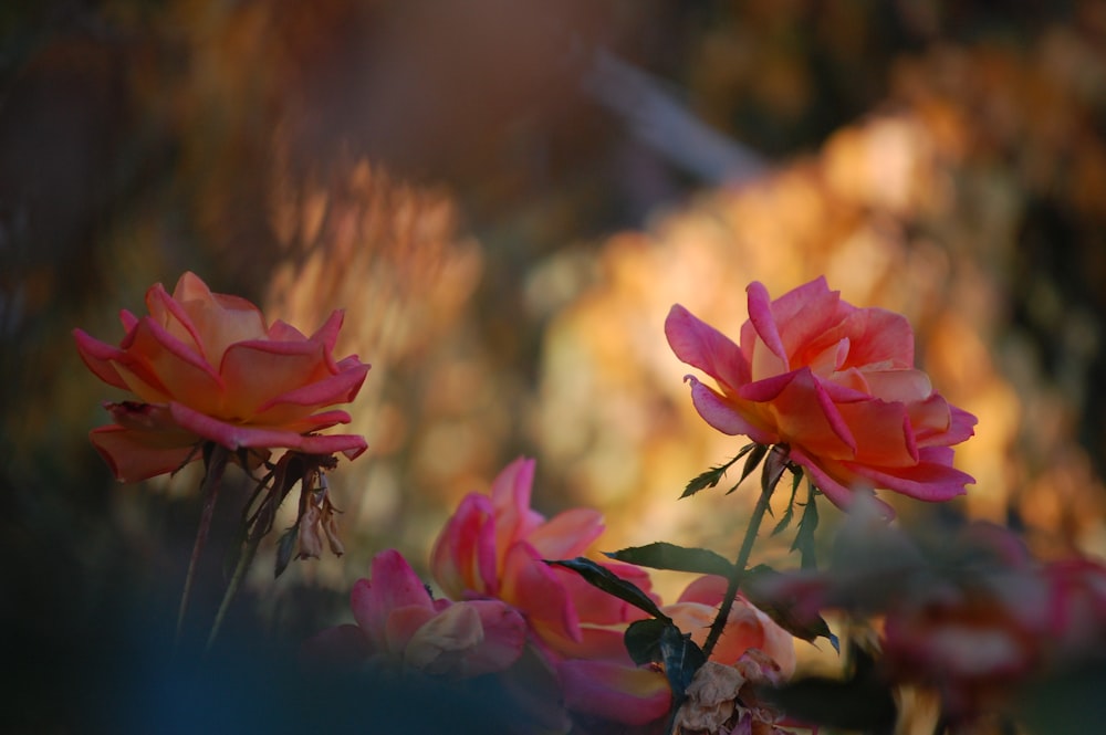 pink rose in bloom during daytime