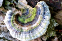 Turkey Tail