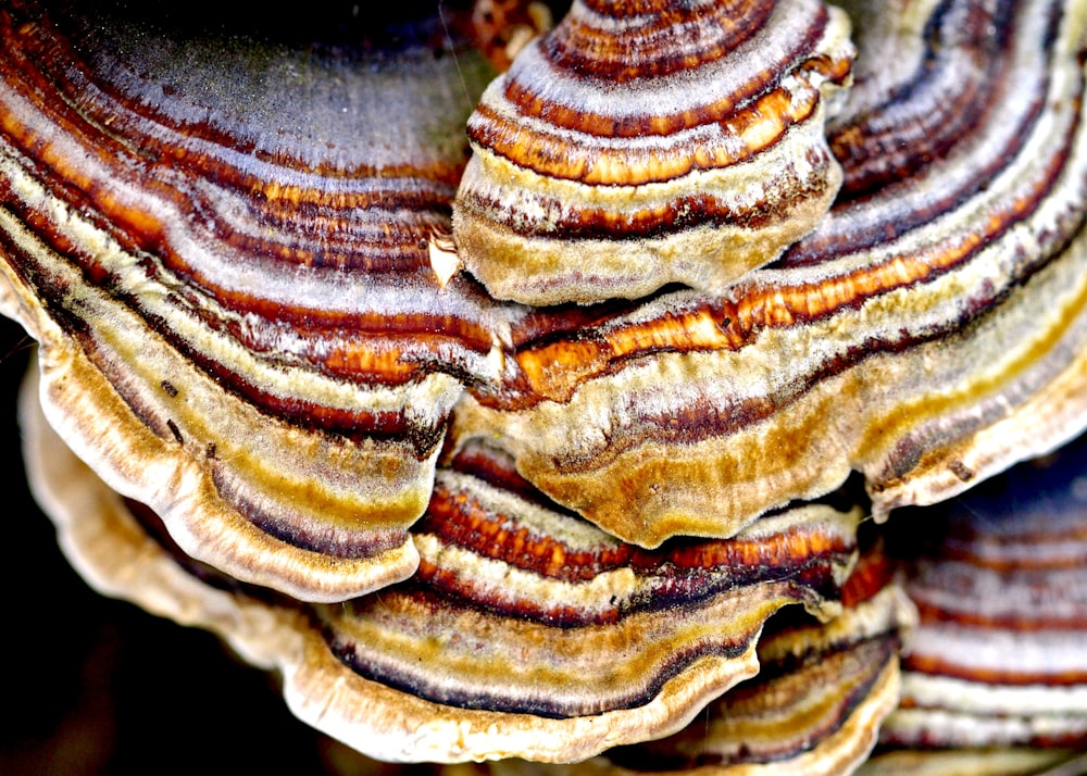 brown and white mushroom in close up photography