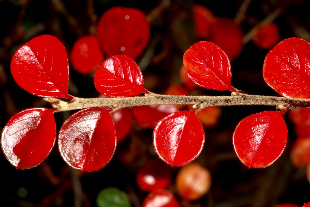 red leaves in tilt shift lens