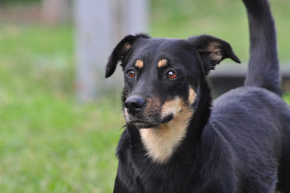 black and tan short coat medium sized dog on green grass field during daytime