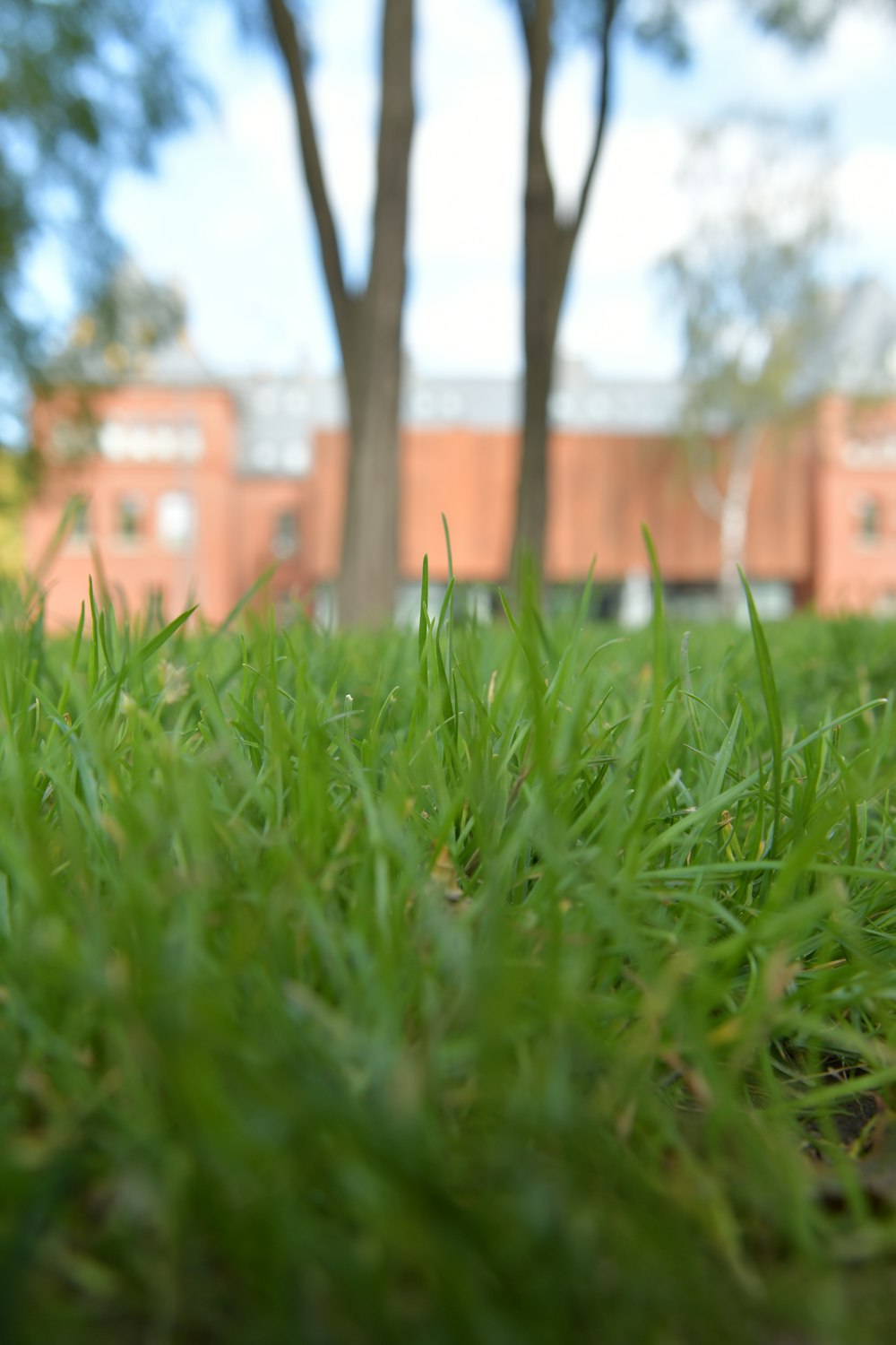 green grass field during daytime