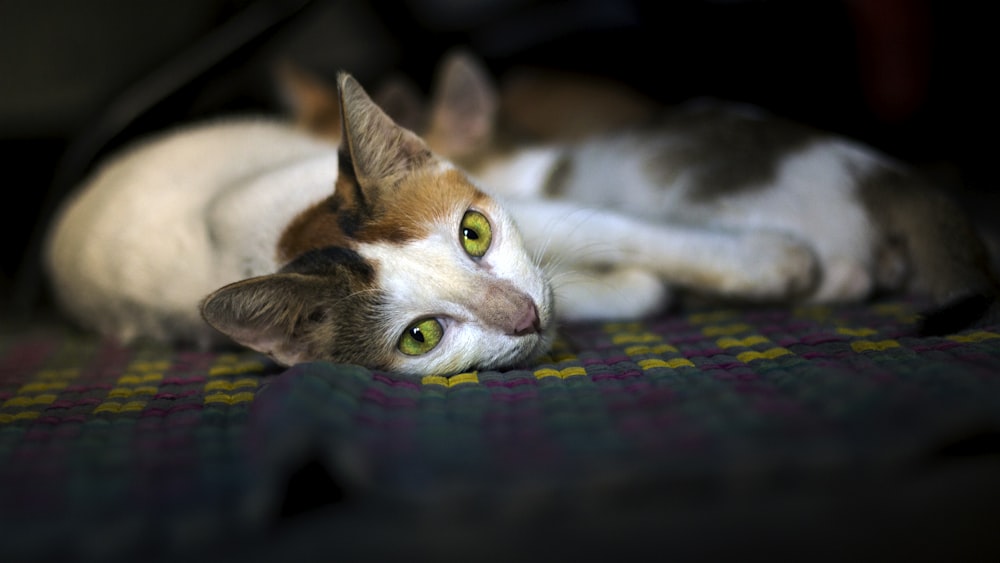 gato branco e marrom deitado em tecido multicolorido