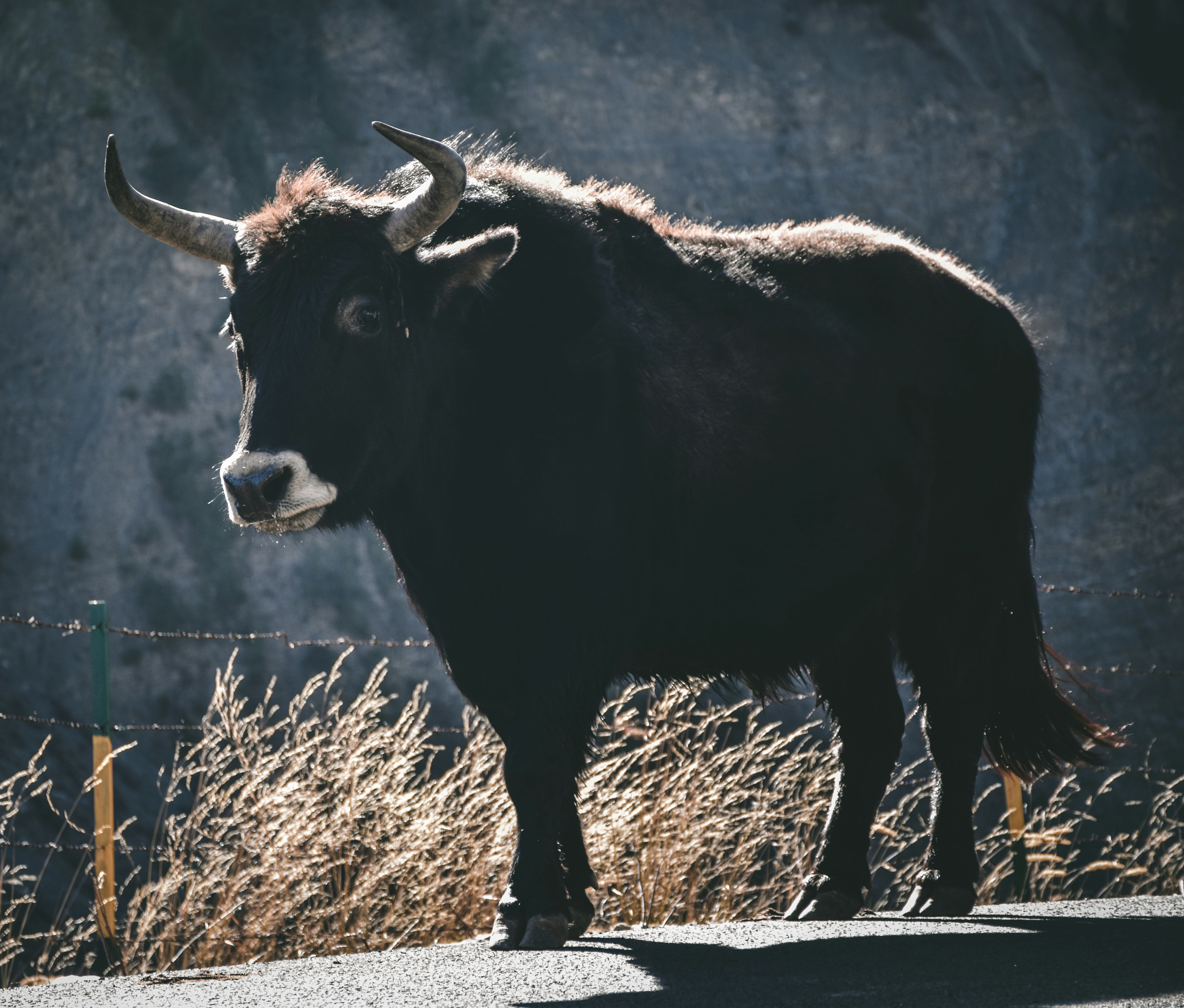 昼間の茶色の草原の黒牛の写真 Unsplashで見つける黒の無料写真