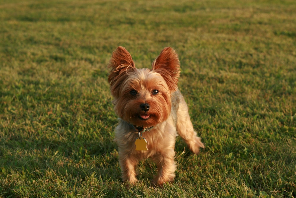 brown and white yorkshire terrier puppy on green grass field during daytime
