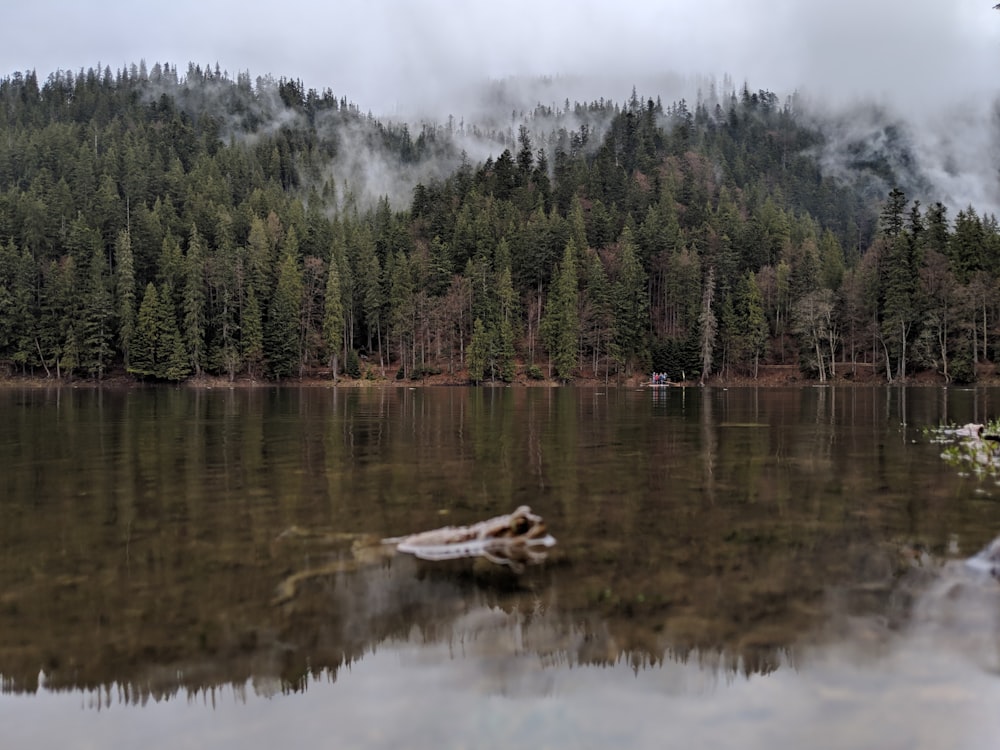 white canoe on lake near green trees during daytime