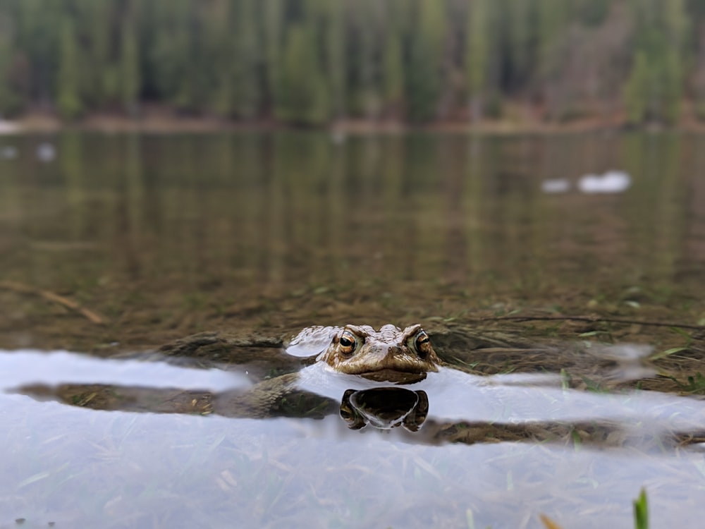 brown frog on water during daytime