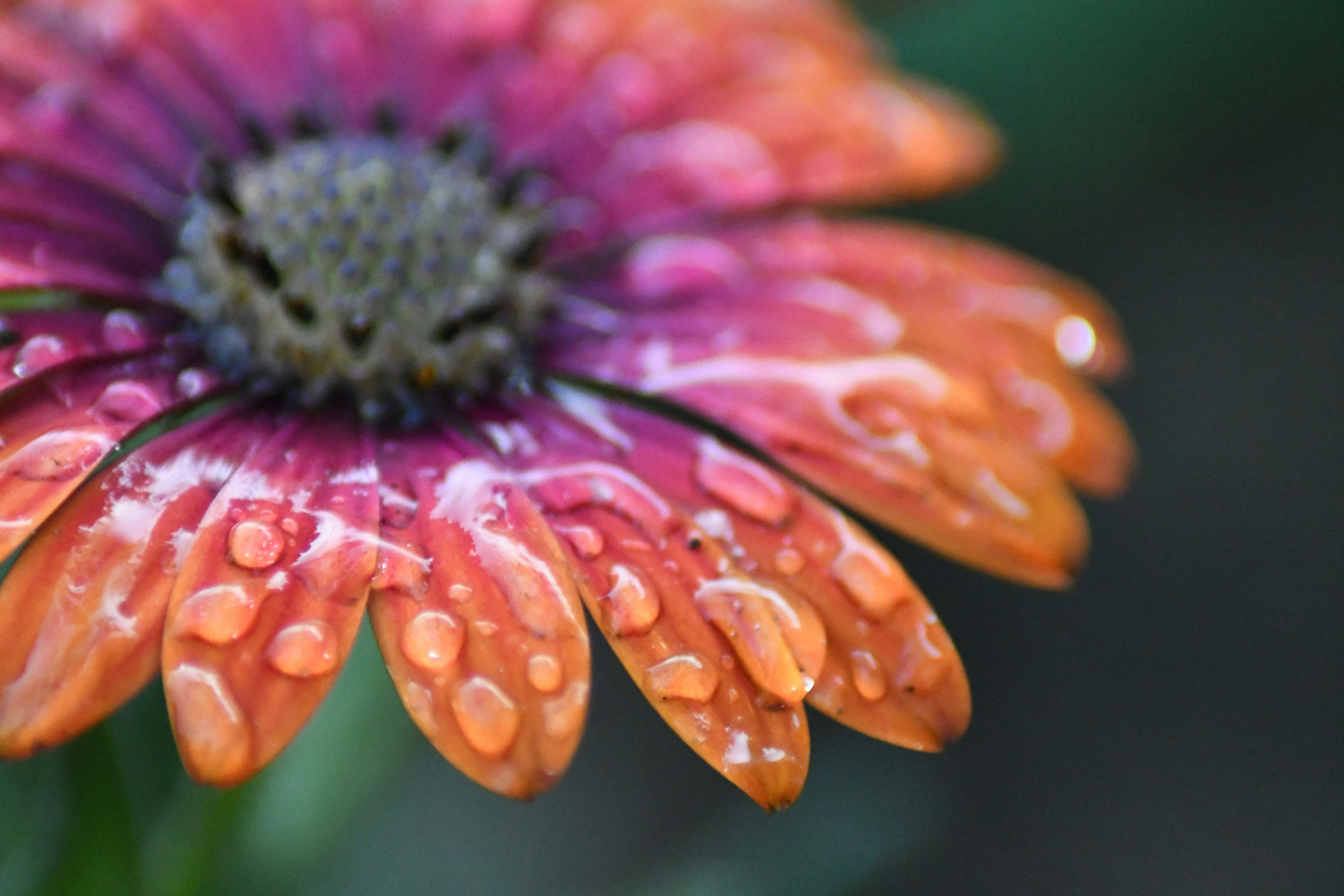 Photo by williammarshall