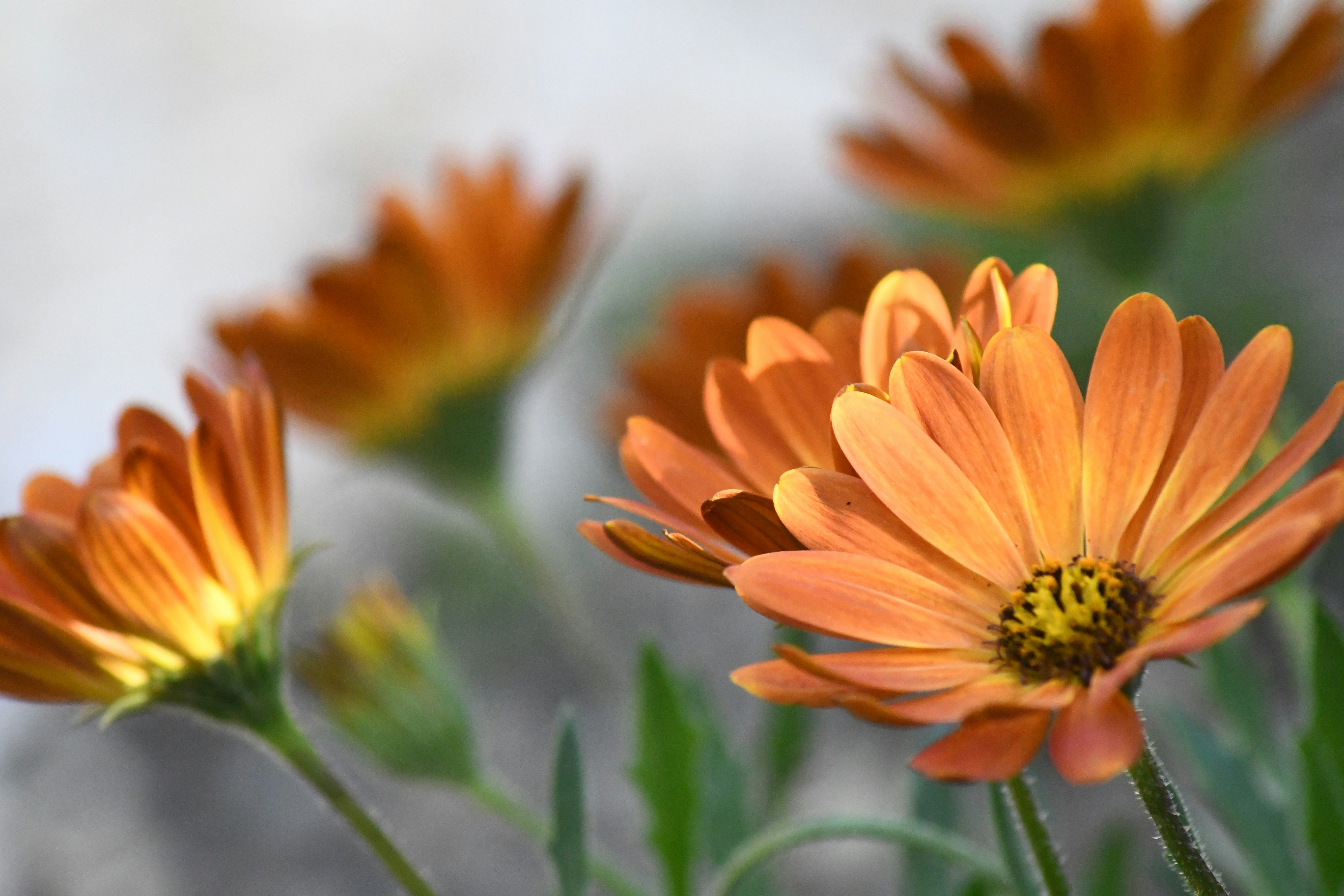 Photo by williammarshall