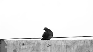 A pigeon is perched on a concrete structure with a wire running horizontally above its head. The background is a plain, white sky, contrasting with the dark color of the pigeon.
