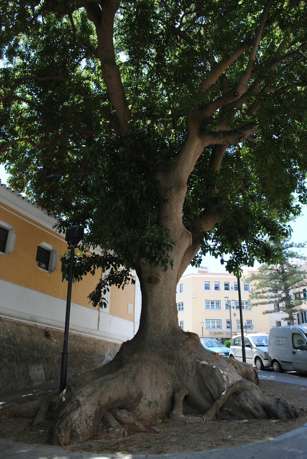 green tree near white concrete building during daytime