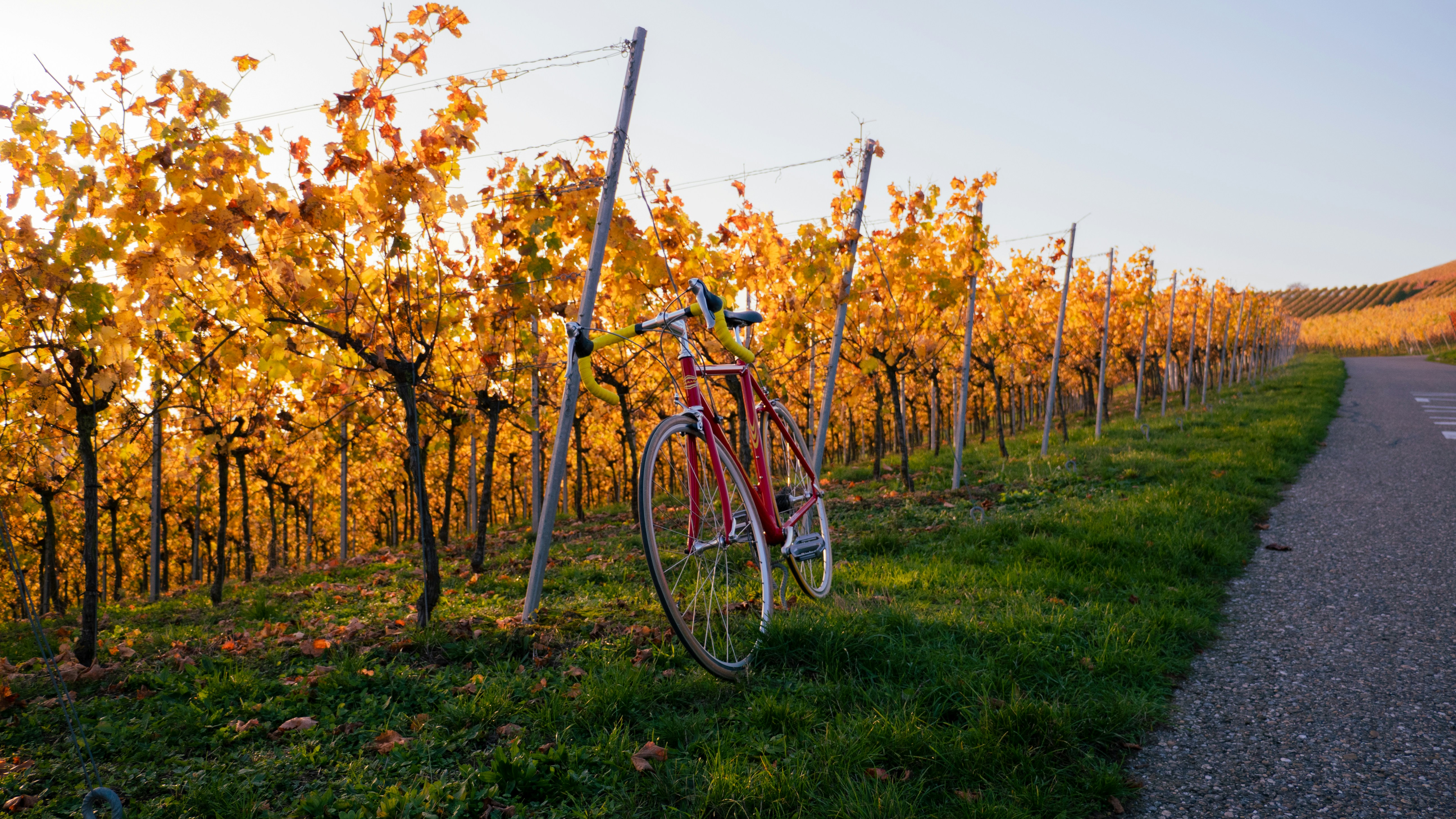 Vintage bike in the vineyards 