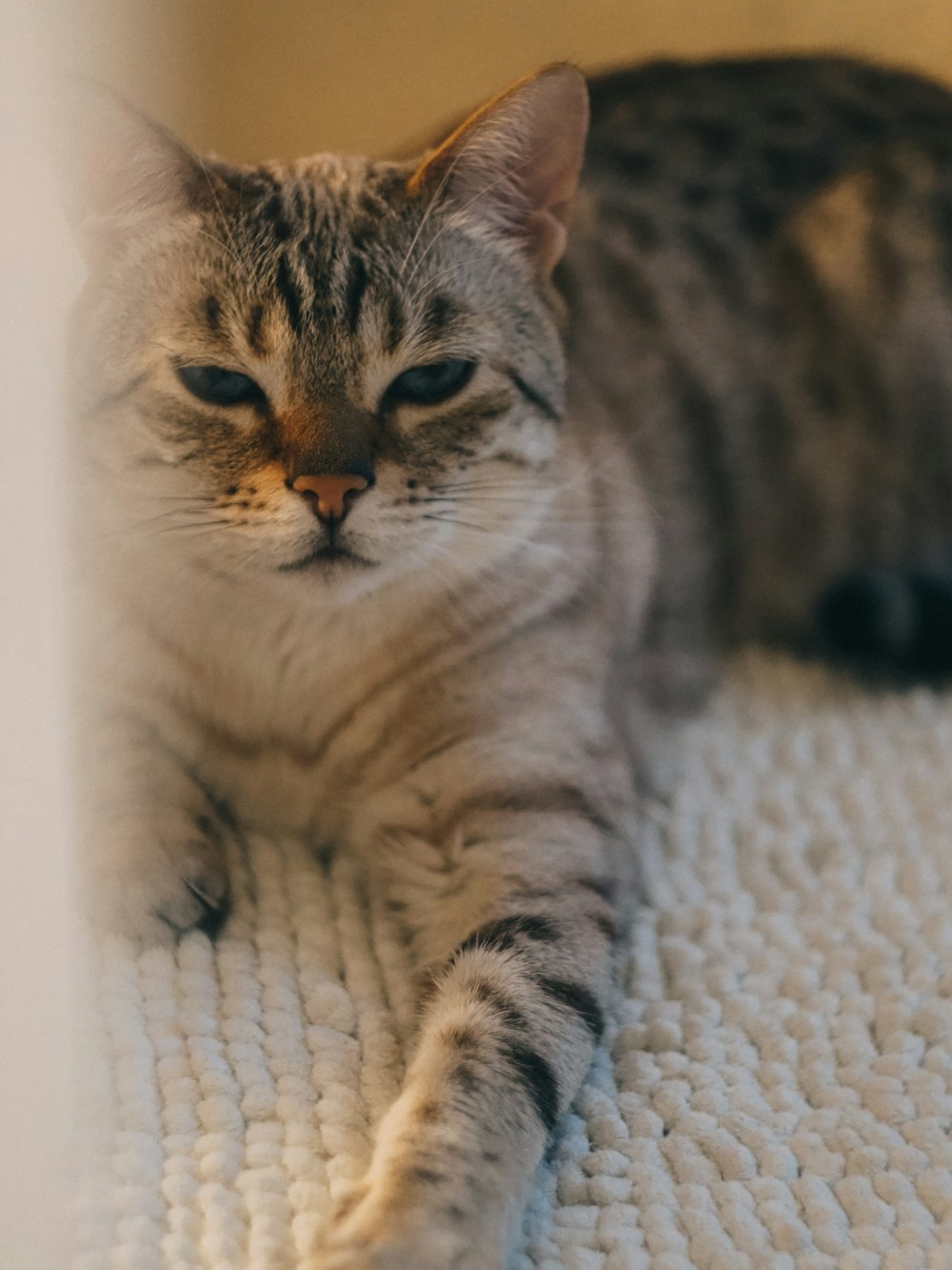 brown tabby cat on white textile