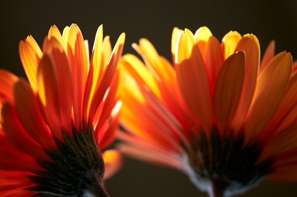 a close up of two orange and yellow flowers