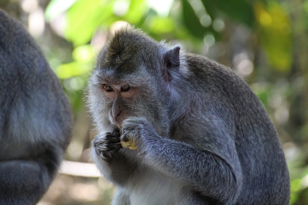 gray monkey on tree branch during daytime