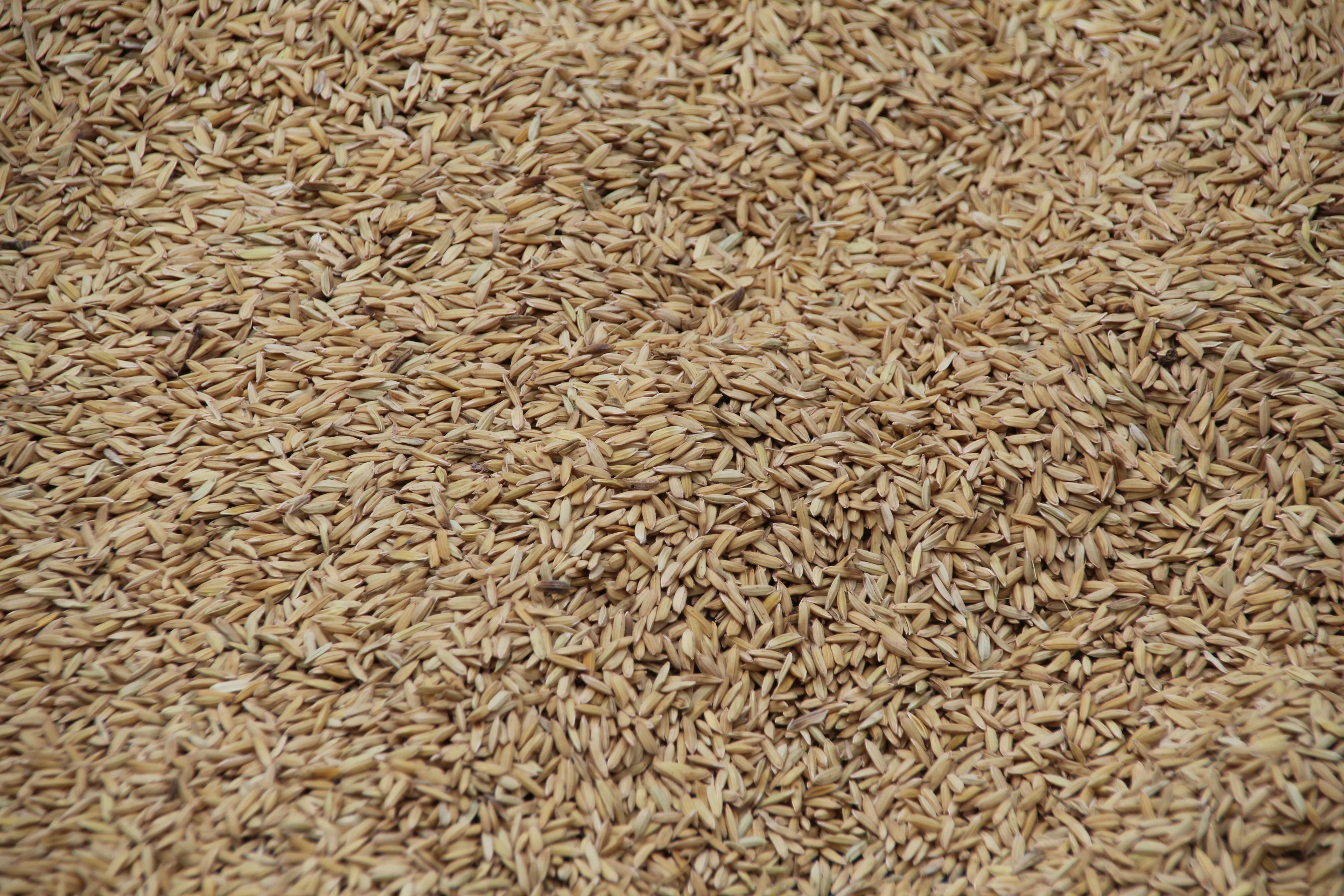 Photo by danielroodt27