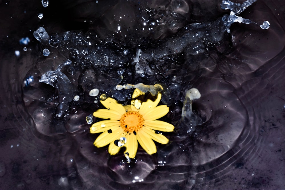 yellow daisy on water with water droplets