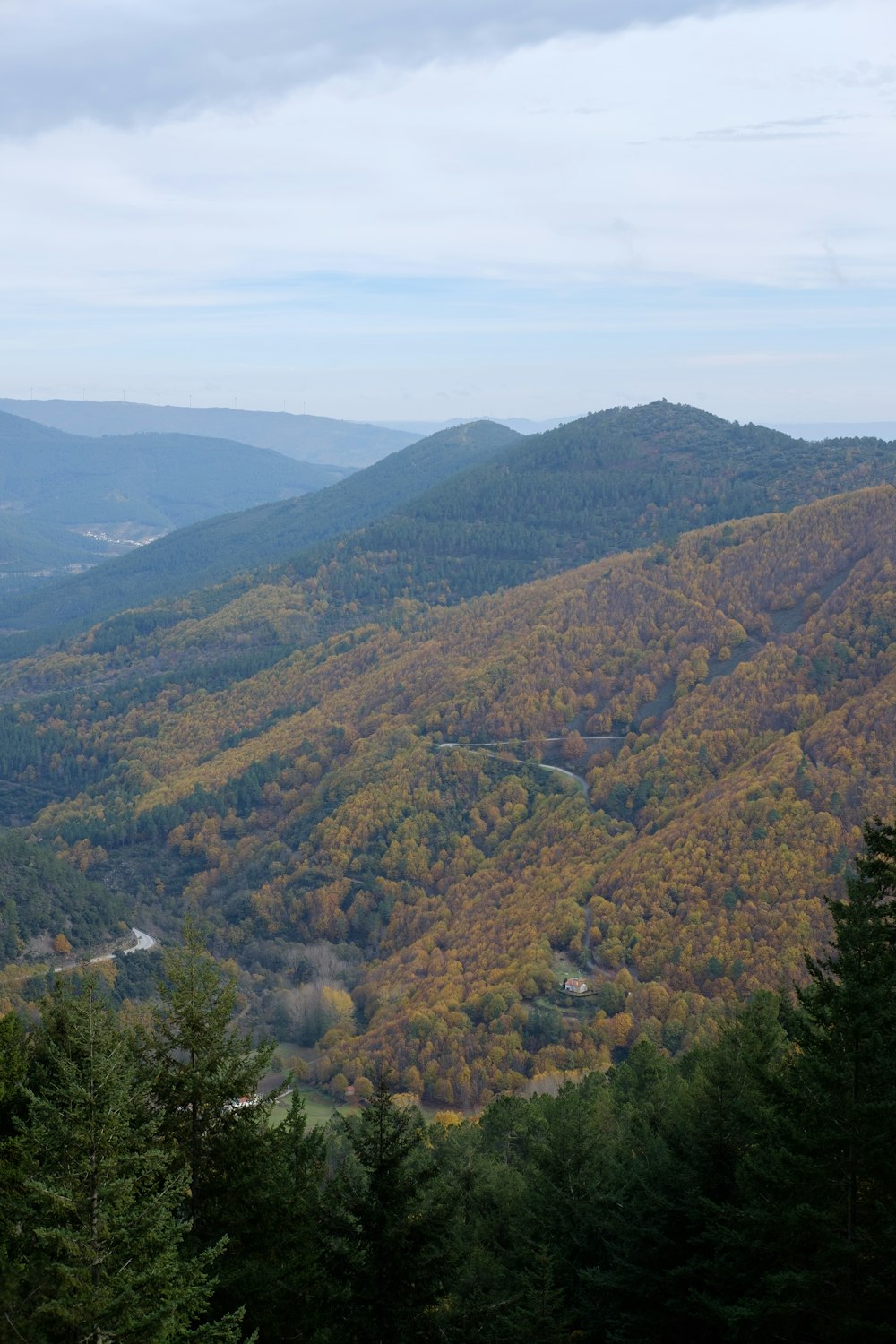 green trees on mountain during daytime