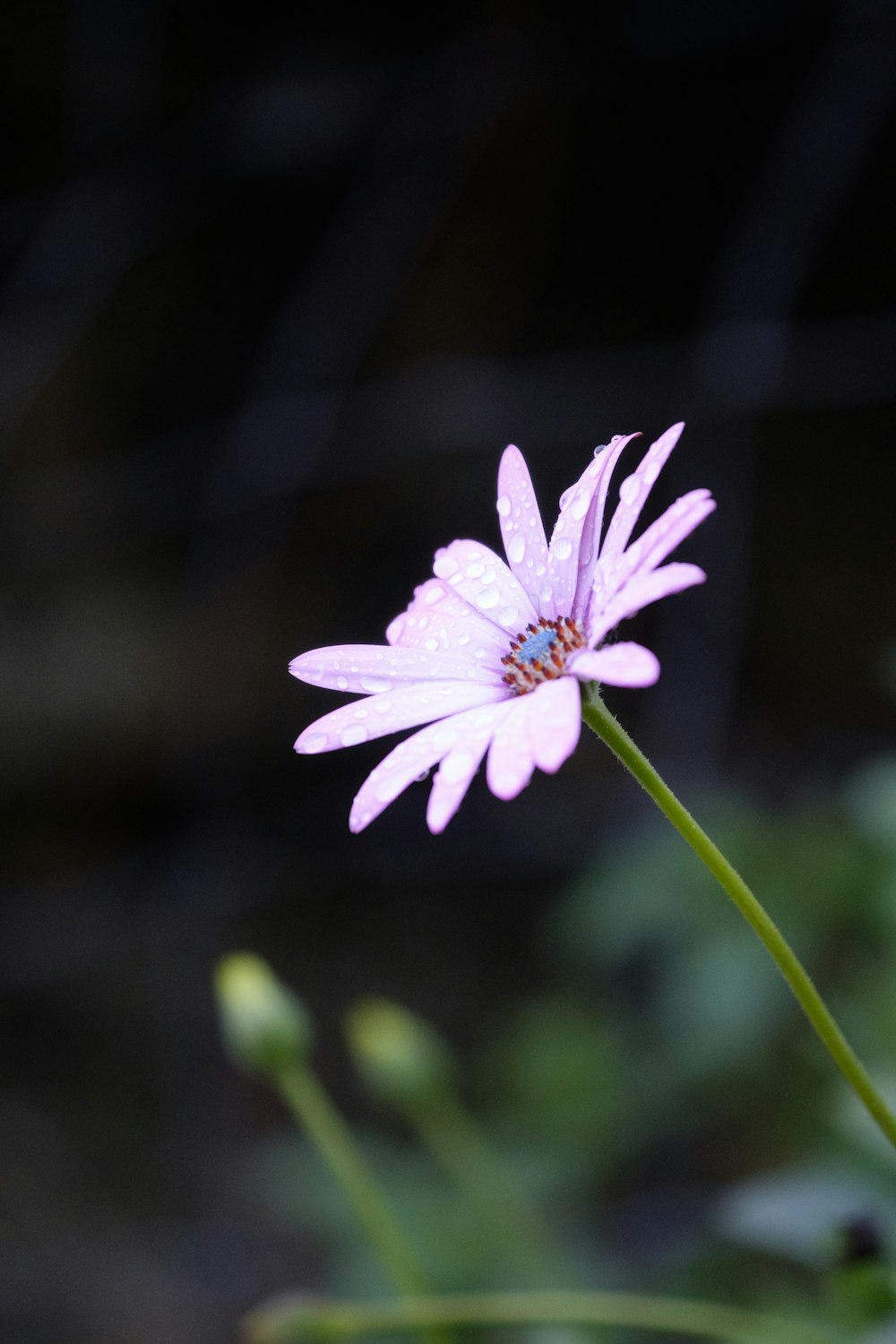 fleur violette dans une lentille à bascule