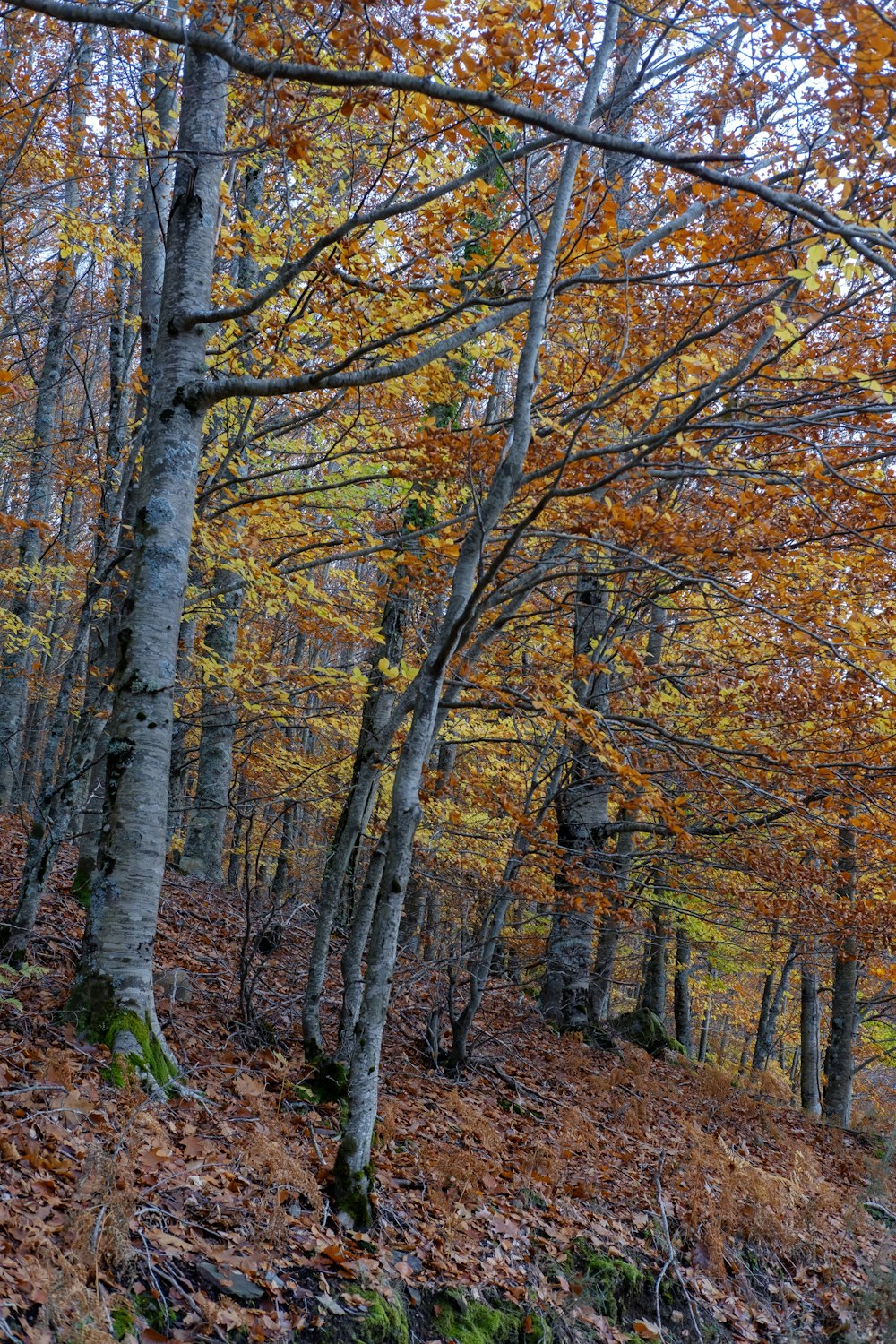 brown trees on brown field during daytime