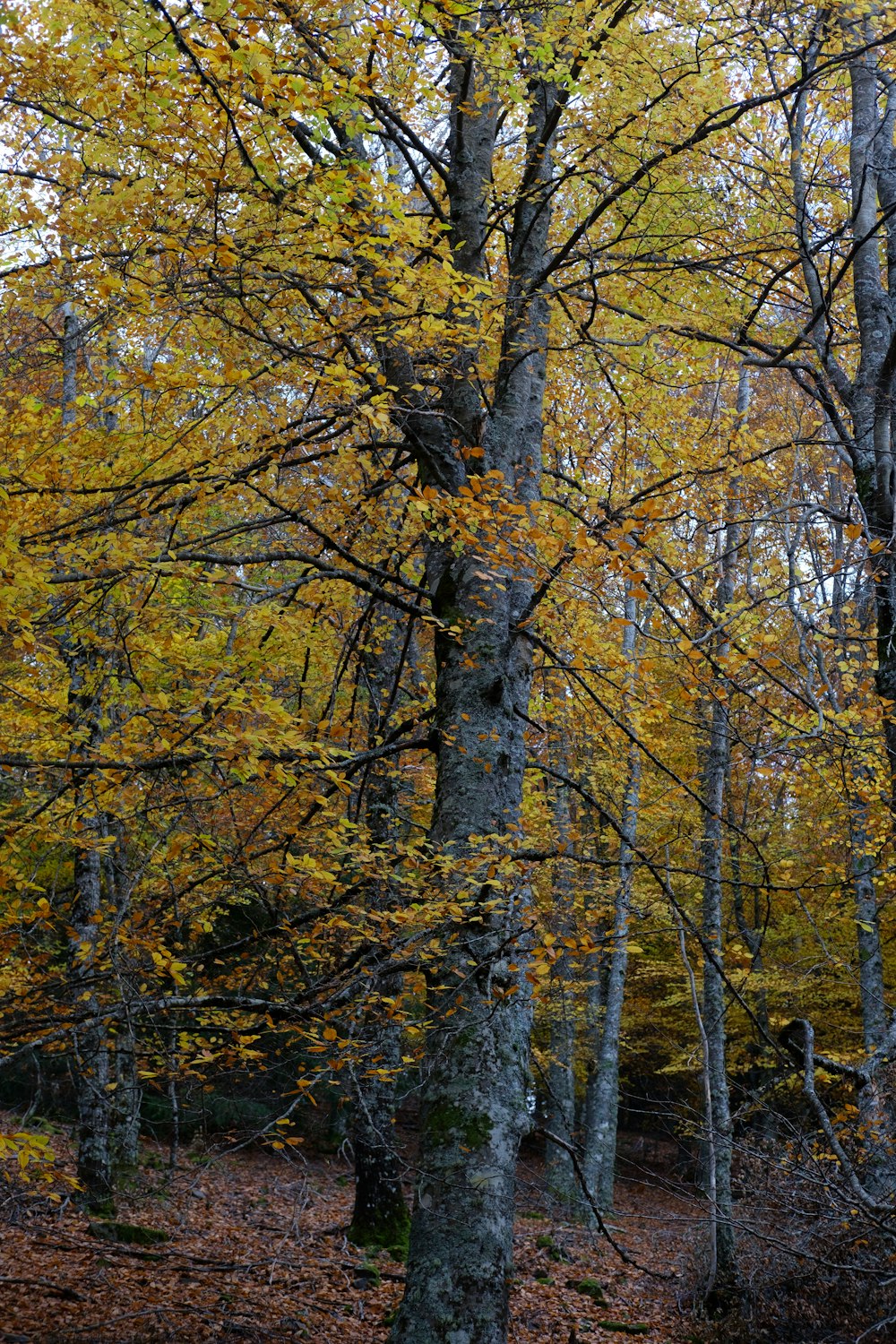 yellow leaf trees during daytime