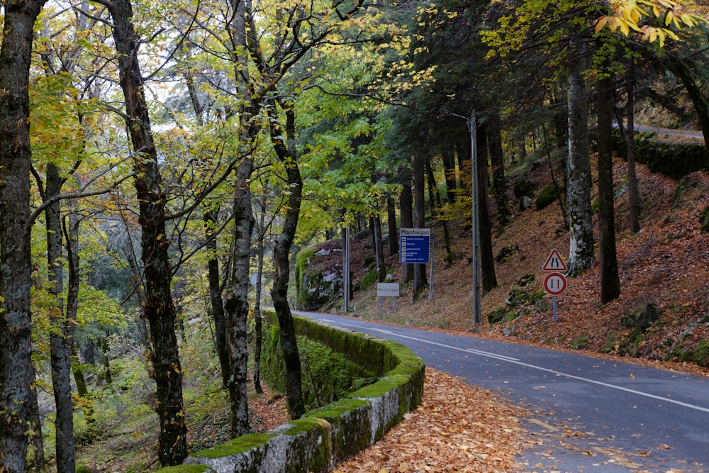 green trees beside gray concrete pathway