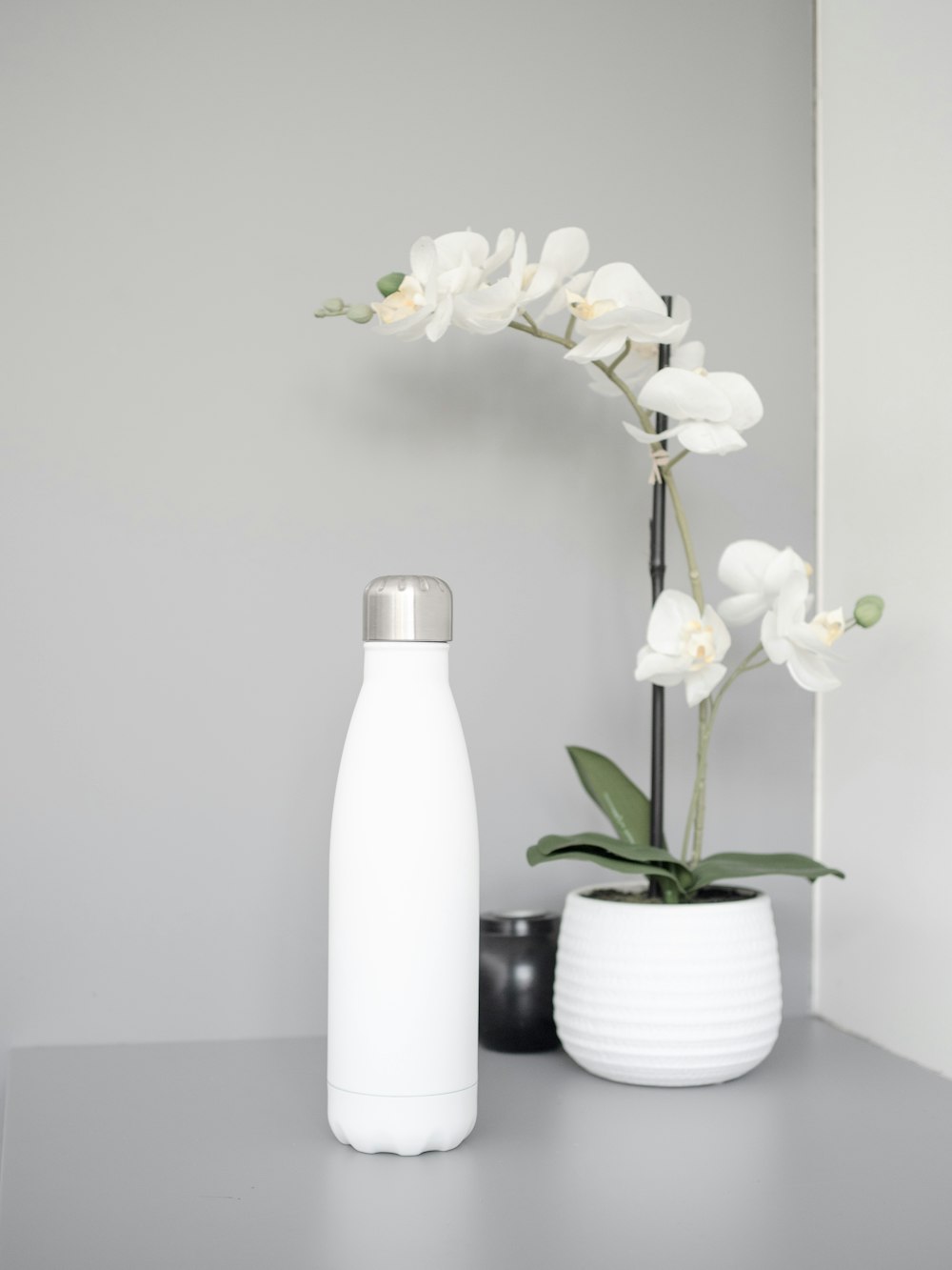 white moth orchids in white ceramic vase