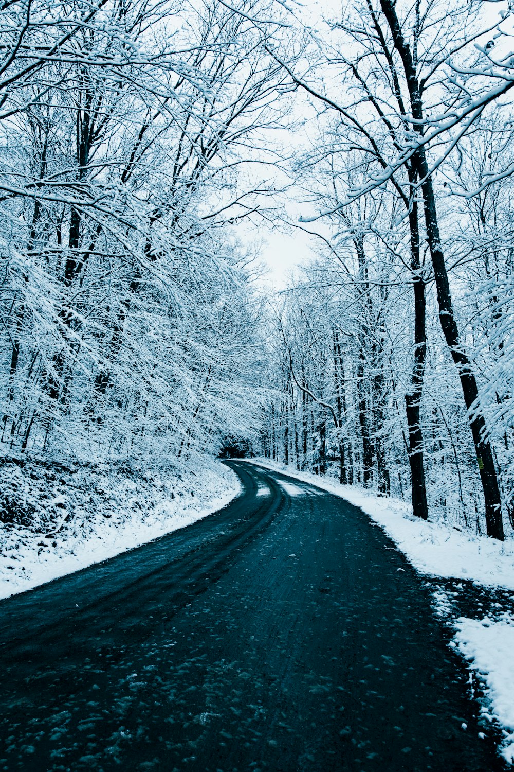 snow covered road between trees during daytime