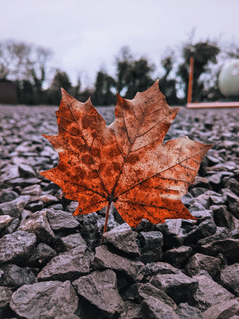 brown maple leaf on gray rock during daytime