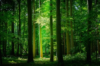 green trees in forest during daytime
