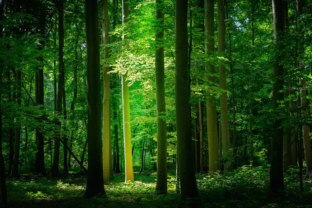 낮 동안 숲의 푸른 나무