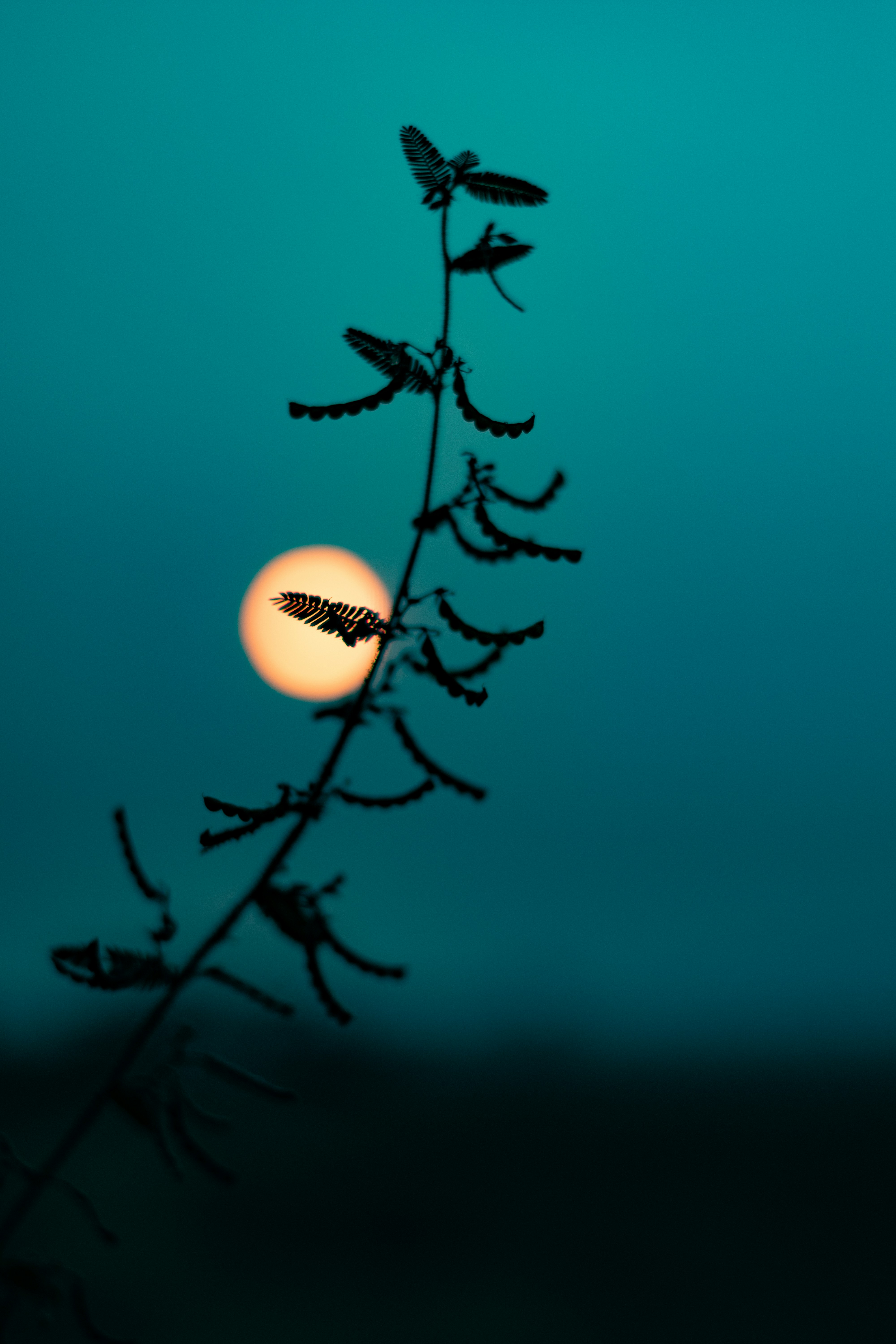 Photograph of a silhouetted stem with fern-like leaves against a turquoise sky. A softly blurred orange sun creates a warm circular backdrop.
