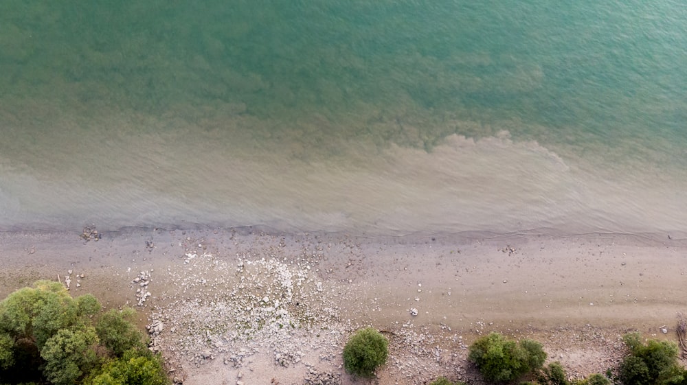 green grass on brown sand beach