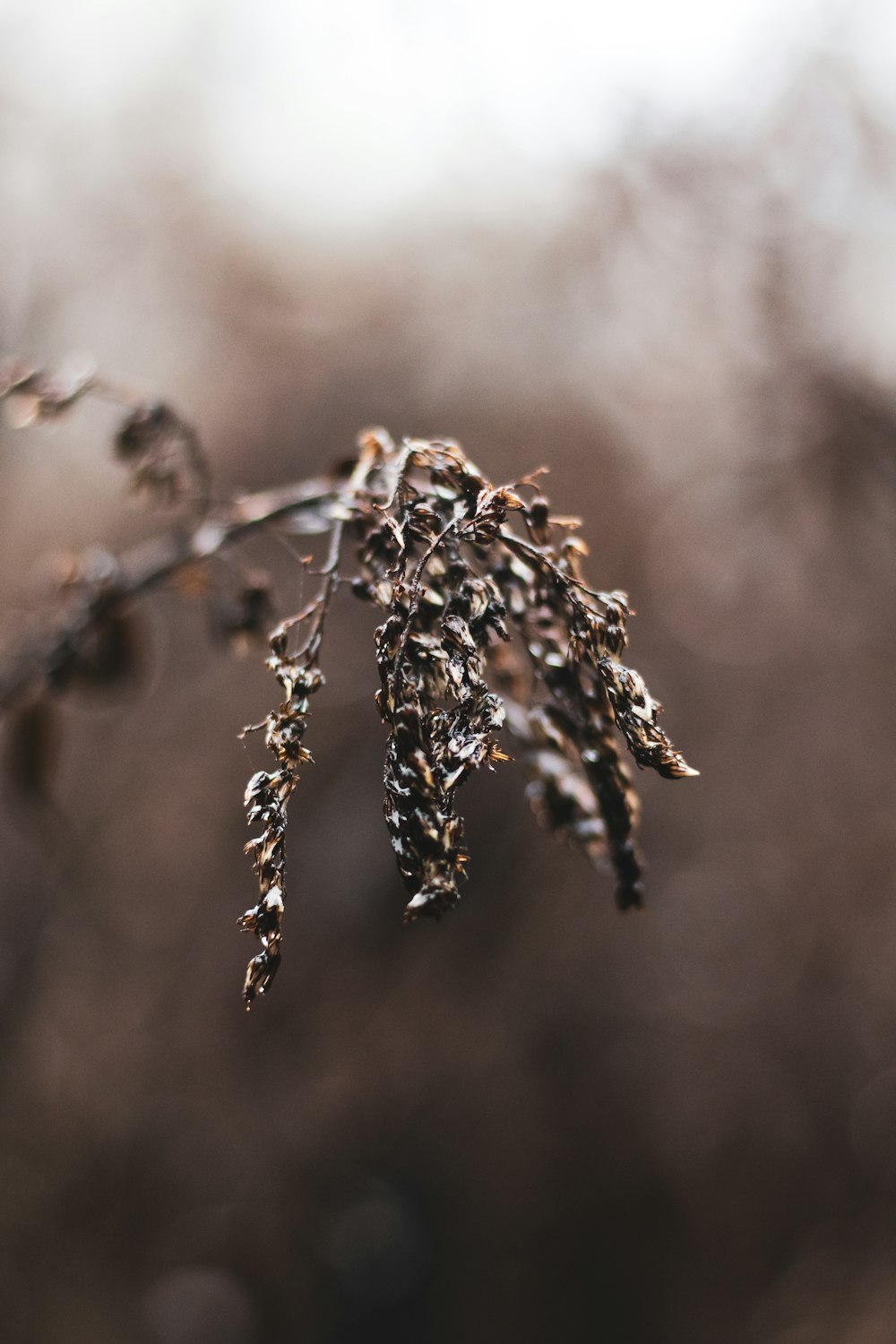 brown plant in tilt shift lens