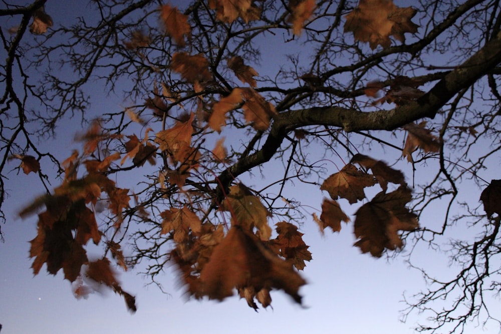 foglie marroni sul ramo dell'albero durante il giorno