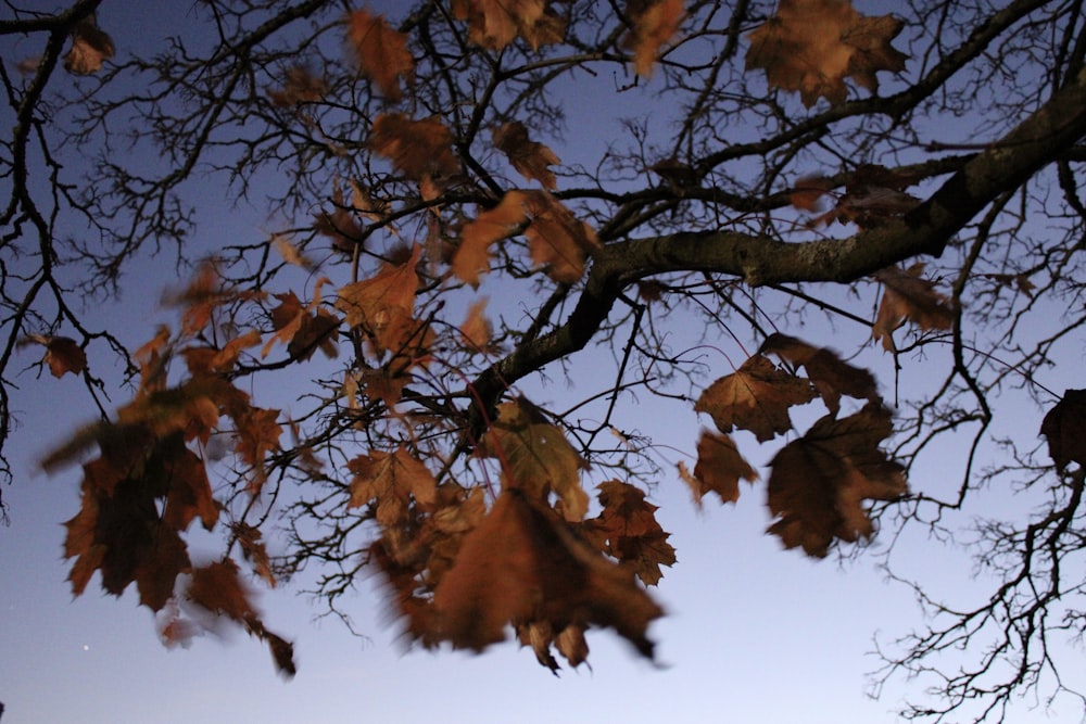 brown leaves on tree branch during daytime