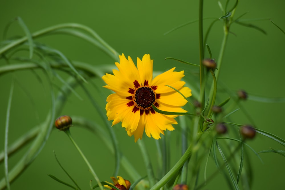 yellow flower in tilt shift lens