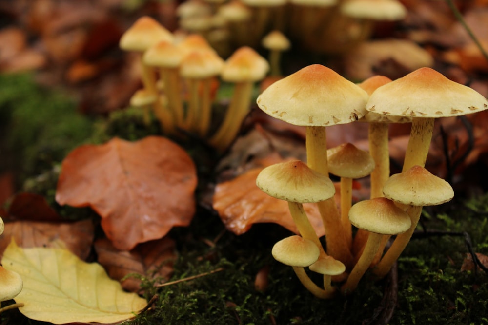 brown mushrooms on green grass