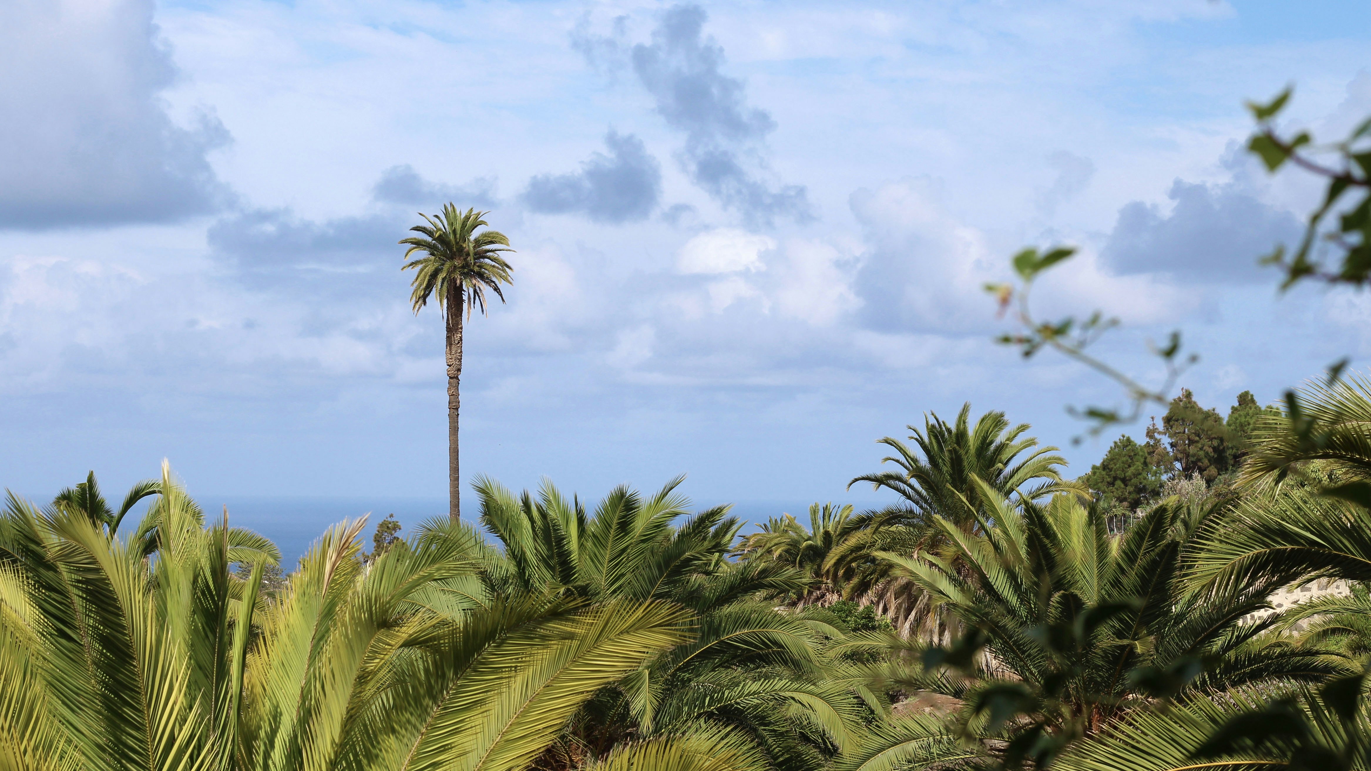 green palm tree under white clouds and blue sky during daytime