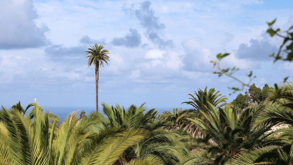 green palm tree under white clouds and blue sky during daytime