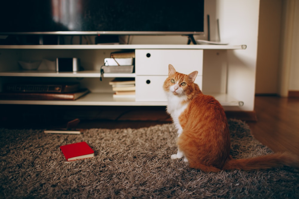 orange and white cat sitting on gray carpet