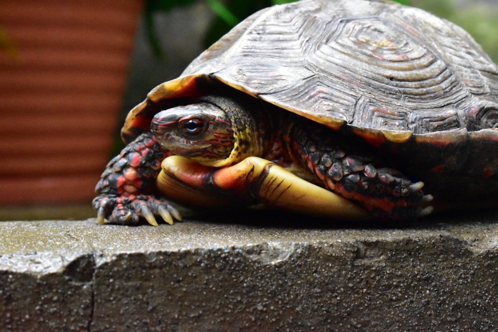 tortuga marrón y negra sobre superficie de hormigón gris